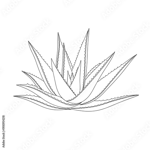 Line art illustration of an aloe vera plant