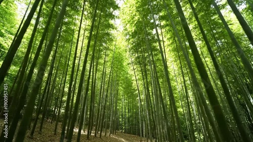 Tall green bamboo forest.