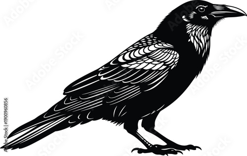 Hand drawn black and white crow illustration in woodcut linocut style isolated on white background for mystical gothic aesthetic vintage bird engraving