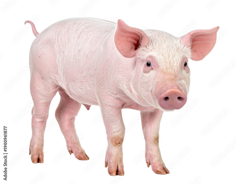 Fototapeta premium Young domestic pig standing, looking at camera