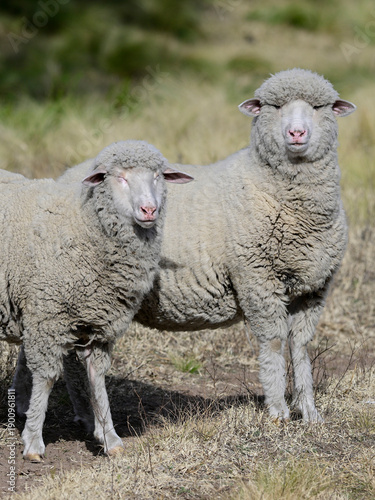 Flock of sheep in rural environment,Patagonia,Argentina