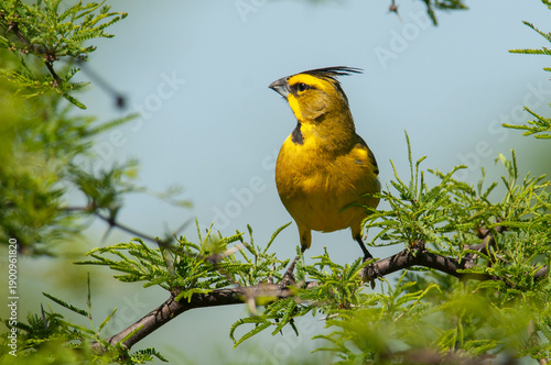 Yellow Cardinal in Calden Forest environment, Endangered species in La Pampa, Argentina