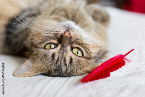 Wallpaper Mural A contented, fluffy, tabby mixed-breed domestic cat lies on her back on a white blanket, looking straight ahead, a red feather resting next to her head. Close-up Torontodigital.ca