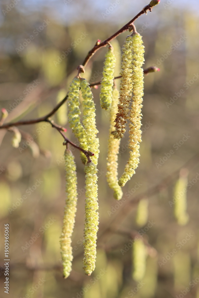 Naklejka premium Catkins on a hazel tree