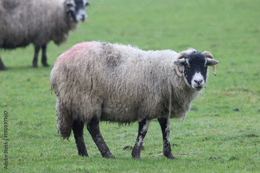 Obraz premium Sheep in a field in winter