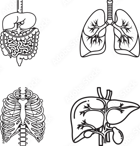 Human heart and brain anatomy vector illustration in vintage tattoo style design