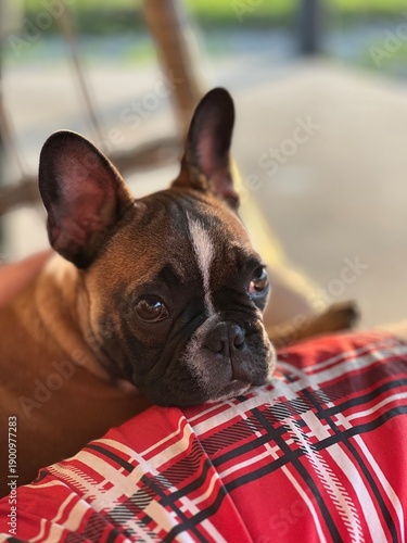 french bulldog puppy
