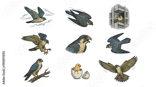 Peregrine Falcon Vector Life Cycle and Action Set. Urban Nesting on Building, Hatching Chick, Hunting Stoop and Fast Flight Scenes. Wild Bird of Prey Art.