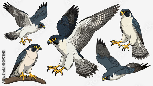 Realistic Peregrine Falcon Vector Illustration Set Showing Various Poses. Flying, Diving and Perched Bird of Prey Collection. Wildlife Raptor Predator Design.