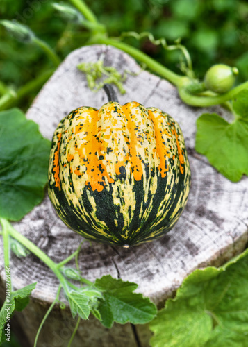 Colorful Carnival squash (Cucurbita pepo) with mottled green, yellow, and orange skin resting on a rustic tree stump. Fresh ornamental pumpkin grown in the garden, autumn harvest