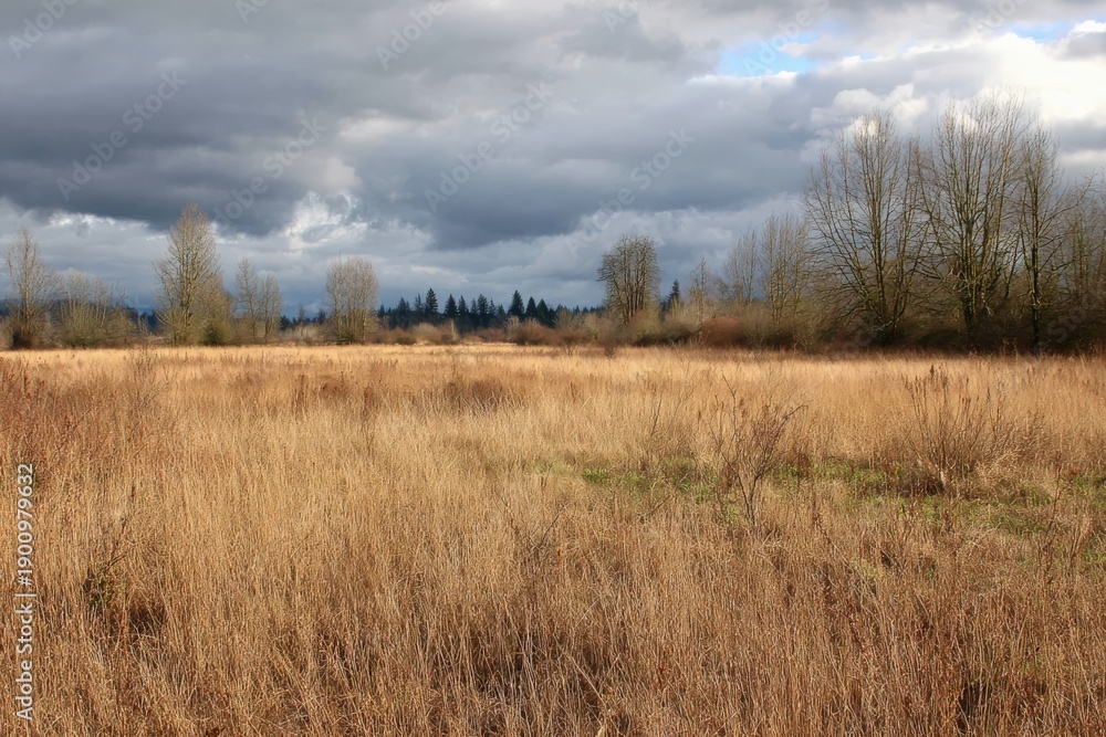 Fototapeta premium Vast meadow landscape under cloudy sky featuring dry grass and sparse trees