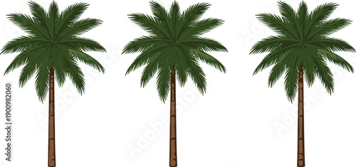 Palm, trees, illustration, tropical, summer, beach, nature, green, exotic, island, vector, design, botanical, plant, travel, paradise, isolated, white, background, art