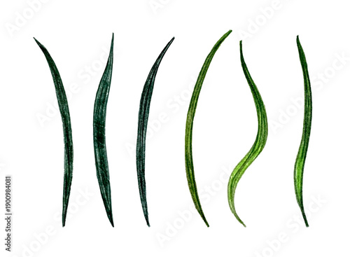 Green Branch Hand Drawn with Colored Pencils, Watercolors, Pastels or Chalk Isolated on White Background. Spring or Summer Elements. Doodle Sketch Vector Illustration for Easter, Mothers or Womans day