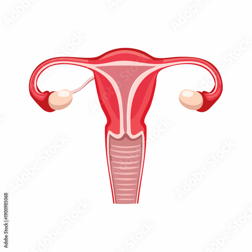 Female Reproductive System Diagram Anatomy of Uterus and Ovaries