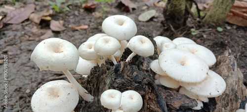 Obraz na plátně Cluster of white mushrooms with rounded caps and slender stems growing on decaying wood in forest soil