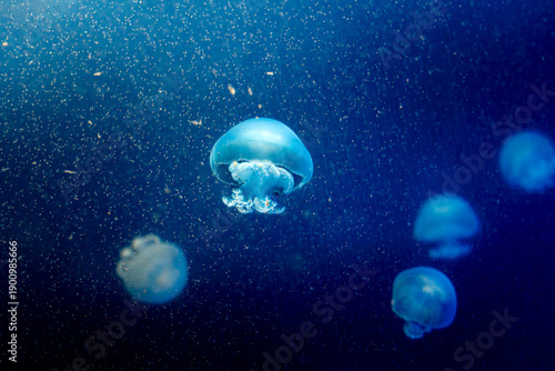 Bright luminescent Jellyfish swimming around in deep dark blue water surrounded by plankton with a bright sun above seeping through