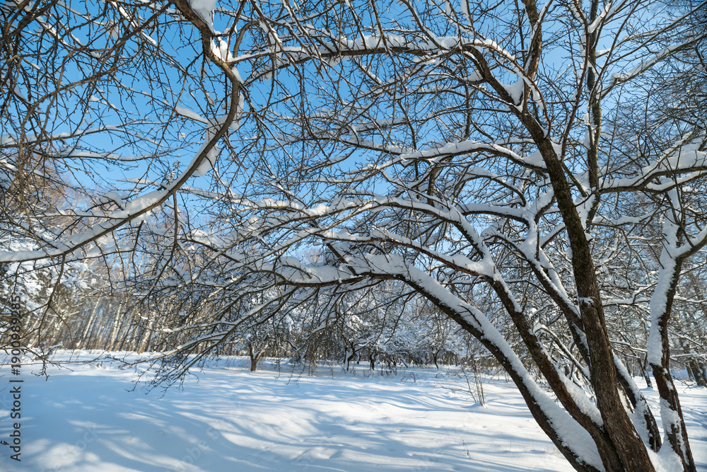 Fototapeta premium Upward perspective through snowcoated branches into crisp blue sky, arched limbs form cathedrallike structure with expansive airy feeling and cinematic winter aesthetic