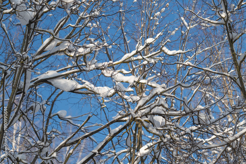 Obraz na plátně Peaceful snowcovered branch display, Serene winter ambiance with intricate branc