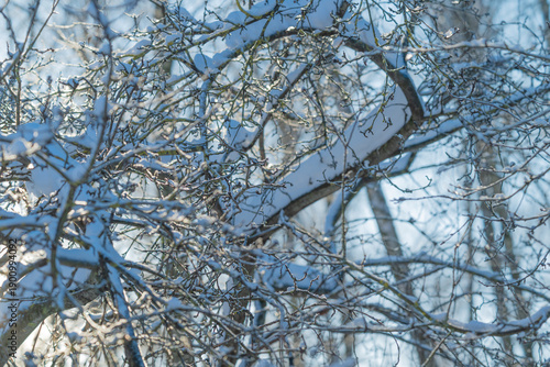 Wallpaper Mural Peaceful winter landscape highlighting resilience and quiet beauty in nature, Serene forest setting featuring snowcovered limbs and subdued earthy tones in tranquil harmony Torontodigital.ca