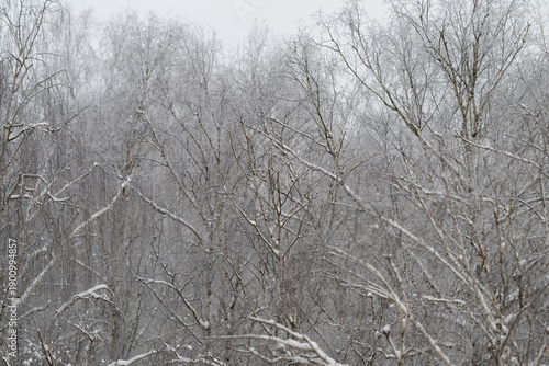 Photography Frozen twigs evoke calmness, Delicately frosted twigs induce peaceful scenes, So