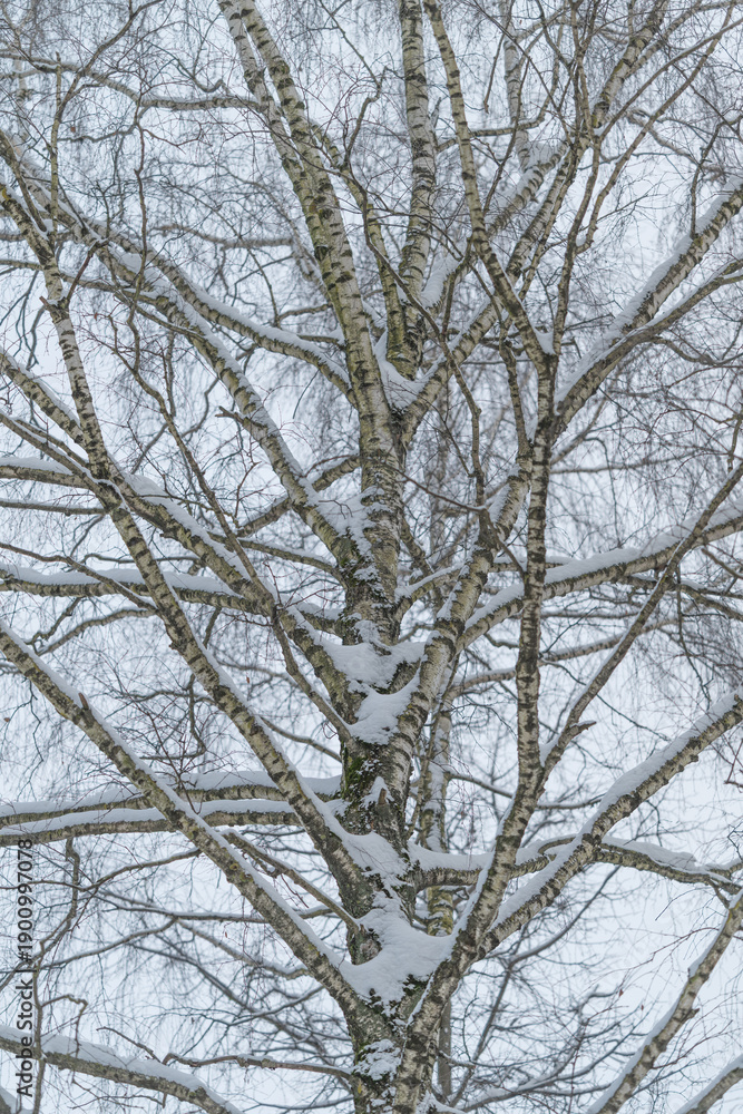 Obraz premium Closeup of snowcovered tree bark, Close examination of snowcapped birch tree exterior surface, An intricate view focusing on snowladen bark of birch tree during winter
