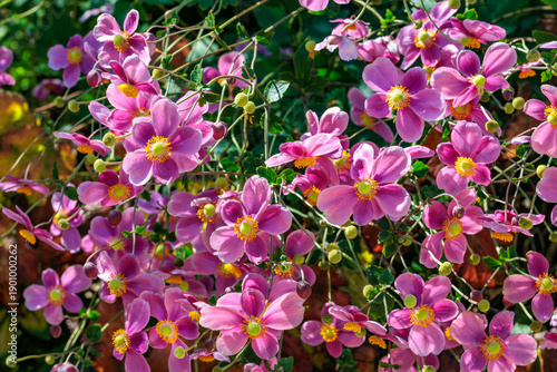 Φωτογραφία Beautiful Japanese anemone diana flower blooming in the garden.