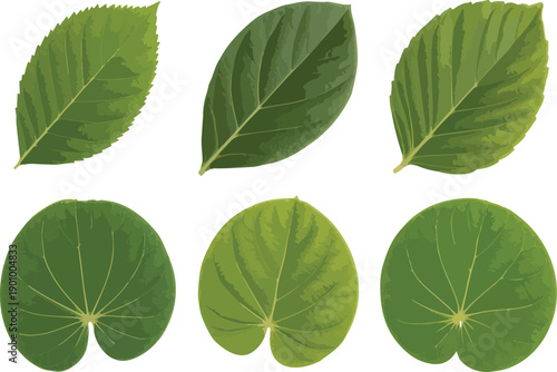 Realistic Green Leaf Collection Vector – Detailed Botanical Foliage Elements