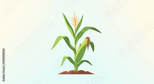 A tall green corn stalk with a single developing ear of corn