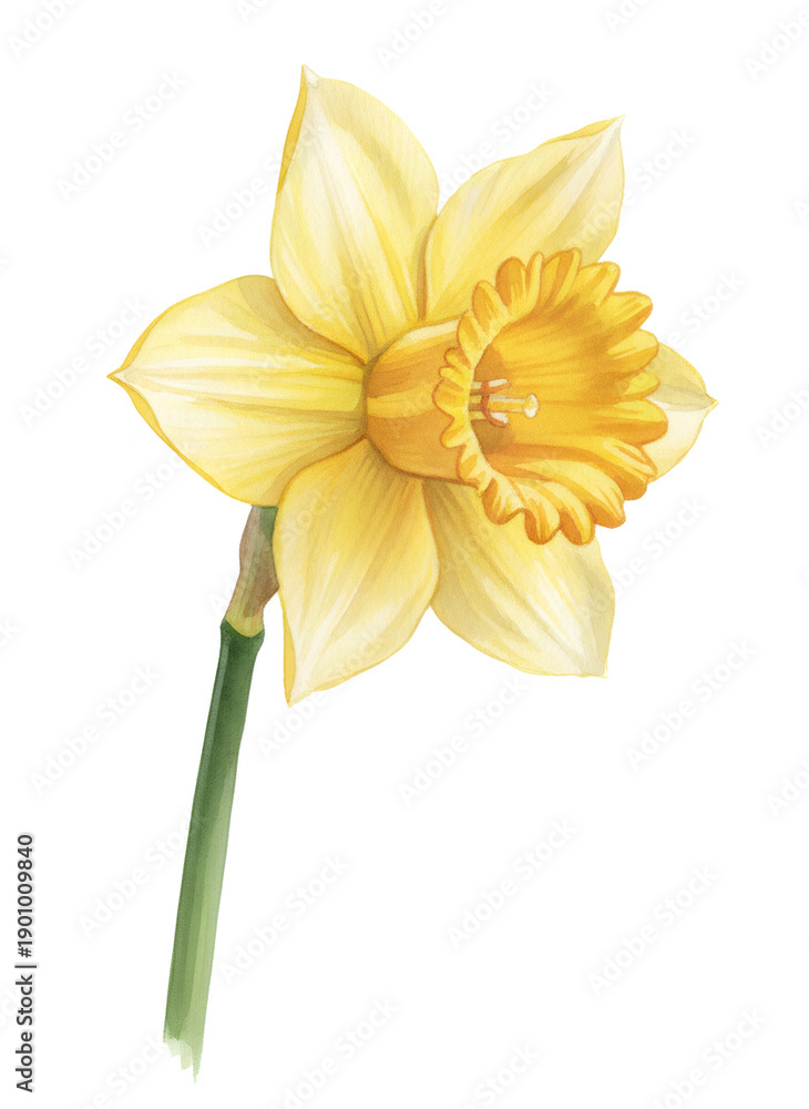 Obraz premium Yellow narcissus flower watercolor illustration on white background for plant botany artwork or spring greeting card.