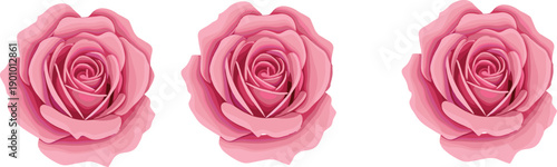Realistic pink rose blossom vector set isolated on white background for romantic, feminine and floral design use