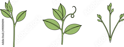 Three stylized green plant sprouts with leaves and buds on a white background