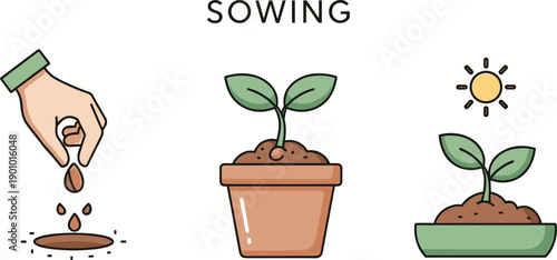Illustration showing the process of sowing seeds and growing plants in pots