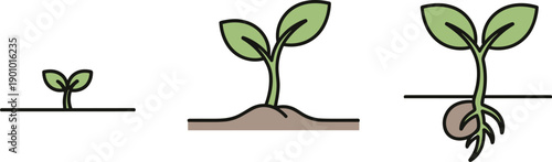 Stages of plant growth from seed to seedling with visible roots and soil