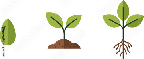 Stages of plant growth from seed to seedling with roots and leaves