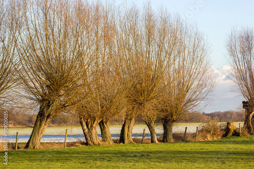 Wallpaper Mural Salix caprea - willow grove. Germany Torontodigital.ca