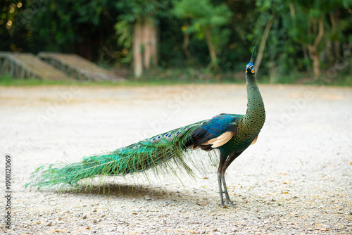 Wallpaper Mural Peacock in the national park. Torontodigital.ca