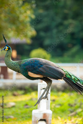 Wallpaper Mural Peacock in the national park. Torontodigital.ca