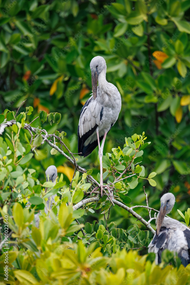 Fototapeta premium vulture on the tree