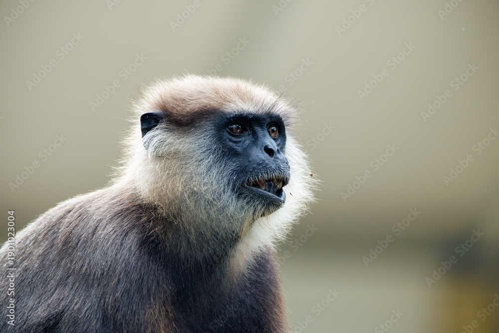 Fototapeta premium portrait of a large black monkey
