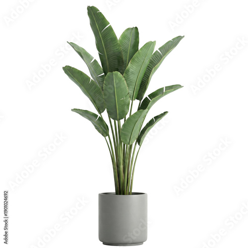 Slika na platnu Large Bird of Paradise plant in grey pot