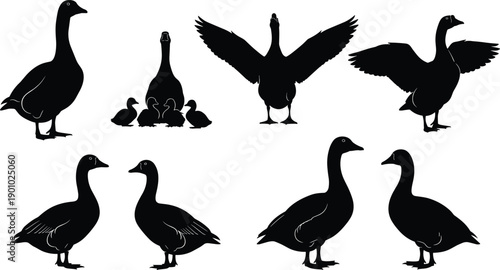 Duck and goose silhouettes collection isolated vector illustration waterfowl birds farm and wild nature animal set design elements