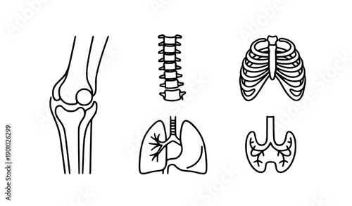 Anatomical medical line icon set internal organs vector