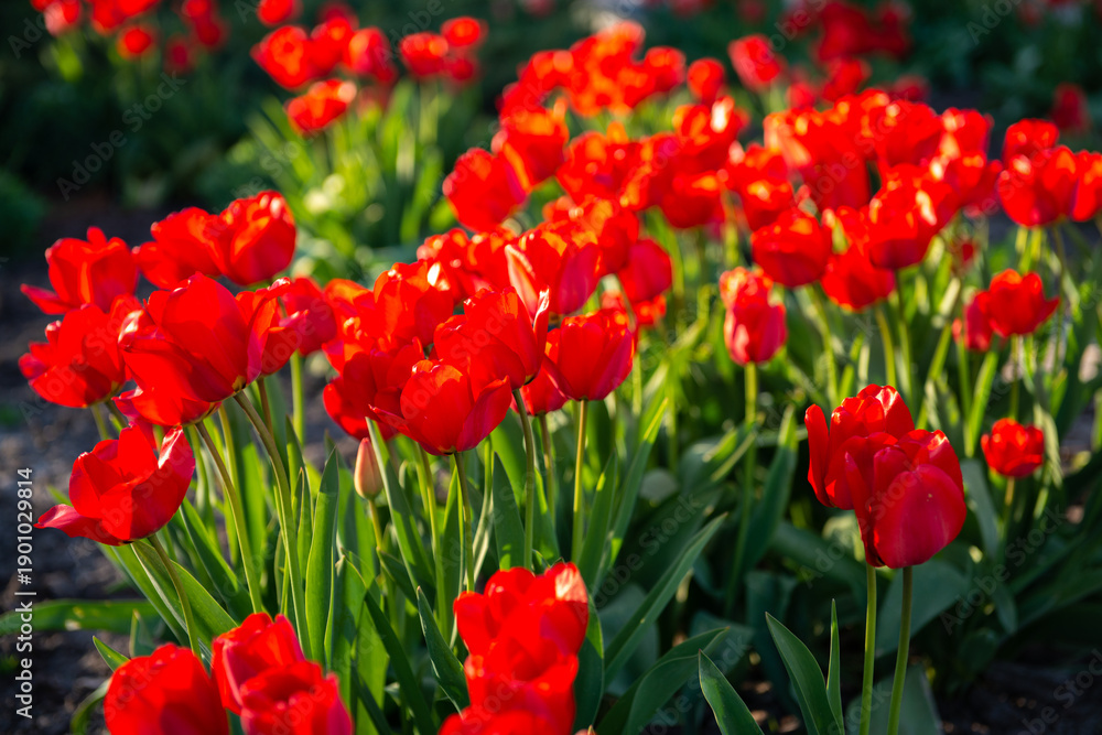 Obraz premium Red tulip flowers blooming in a spring garden