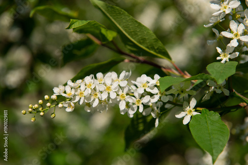 White bird cherry blossoms on a sunny spring day