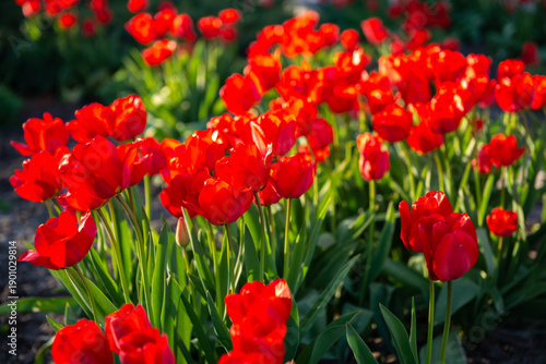 Red tulip flowers blooming in a spring garden