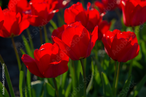 Red tulip flowers blooming in a spring garden