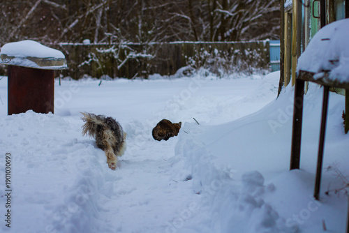 Φωτογραφία Small shaggy dog is walking through a cleared snow path, approaching a brown tabby cat curled up near a snowdrift in a rural backyard during a cold winter day