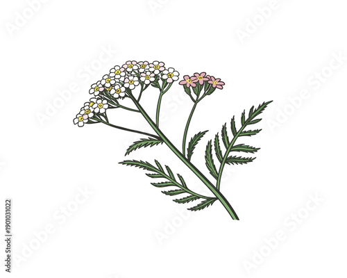  A vector graphic illustration of a yarrow plant with white and pink flowers