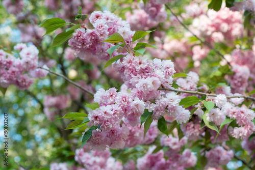 Blooming sakura branches with soft pink flowers
