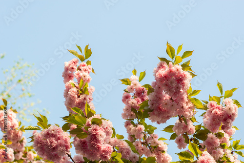 Blooming sakura branches with soft pink flowers